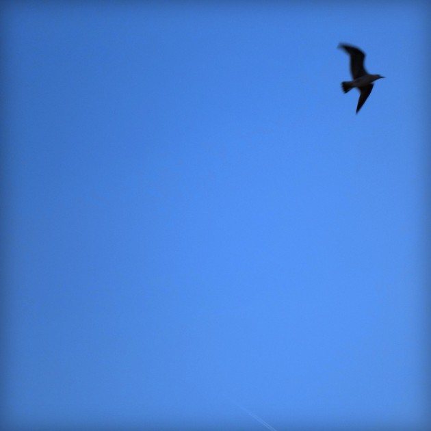 bird