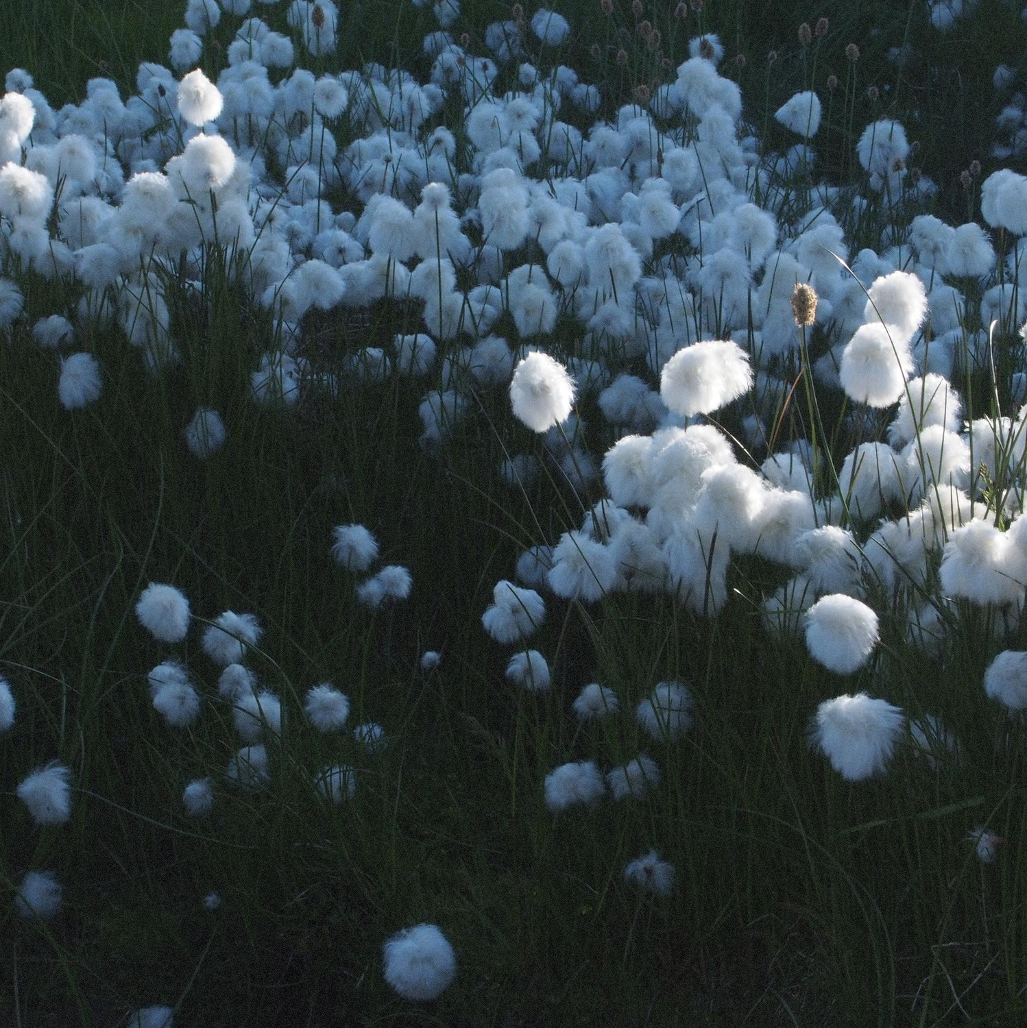 cottongrass, greenland